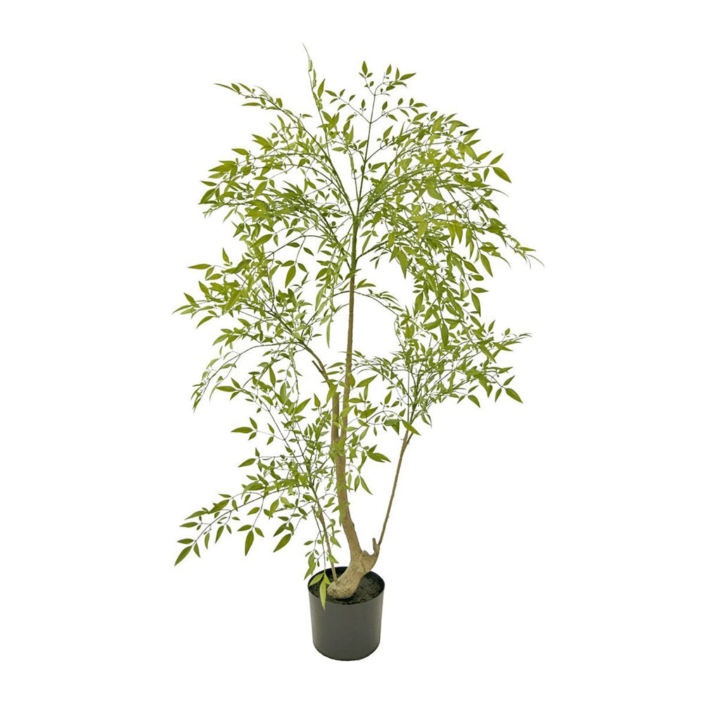 Ruscus zöld mű ruszkusz cserje 120 cm fekete cserépben fehér háttér előtt.