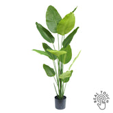 STRELITZIA zöld mű strelitzia 180 cm – élethű, Real Touch hatású műnövény fekete cserépben.