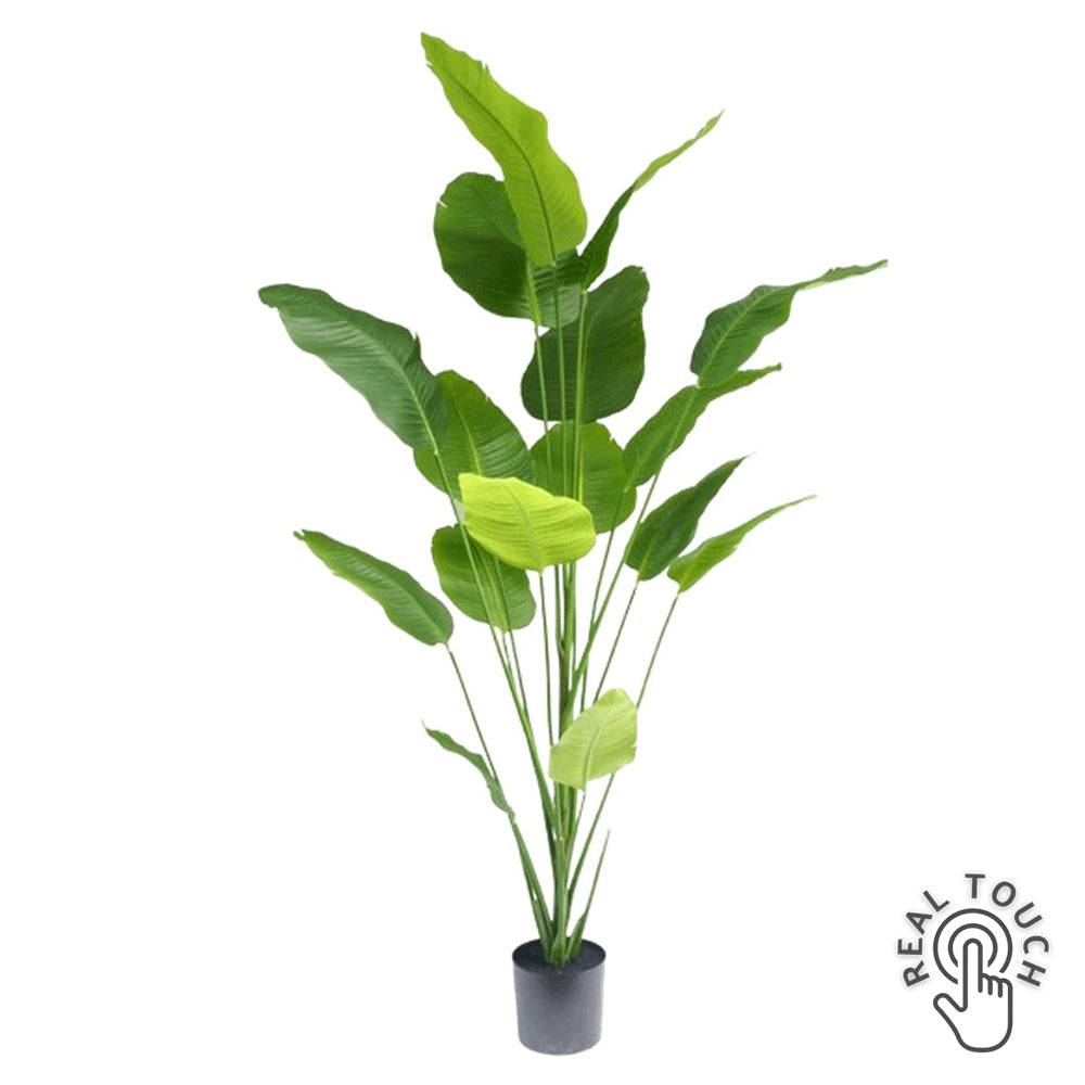 Élethű, 210 cm magas Real Touch strelitzia műnövény fekete cserépben, modern beltéri dekorációhoz.