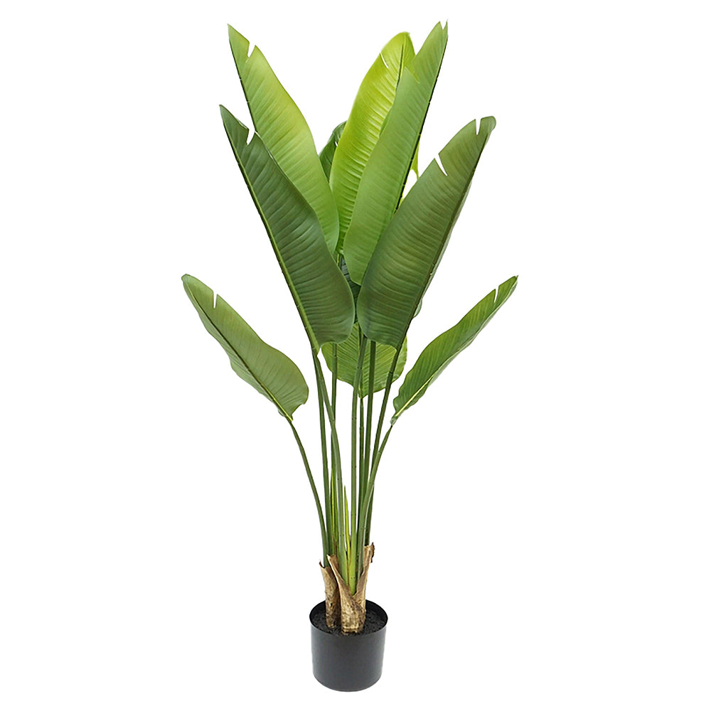 Élethű mű strelitzia növény 110 cm magas, fekete kaspóban.