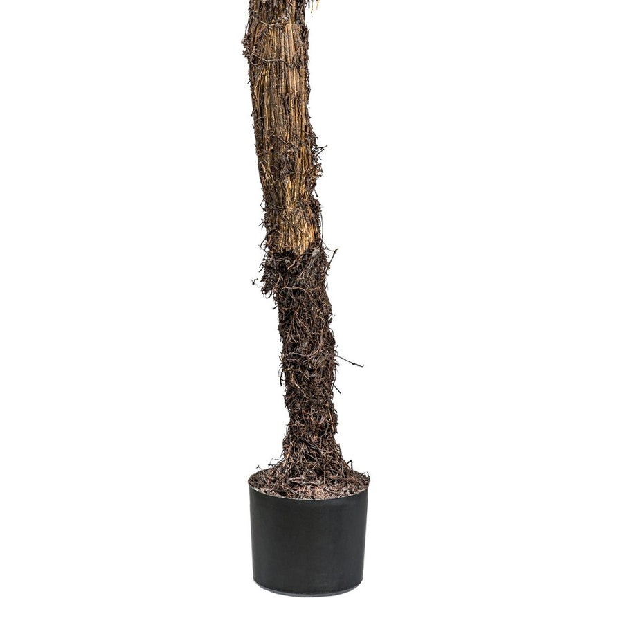 A Yucca rostrata mű jukka pálma rostos törzsének közelképe fekete kaspóval.