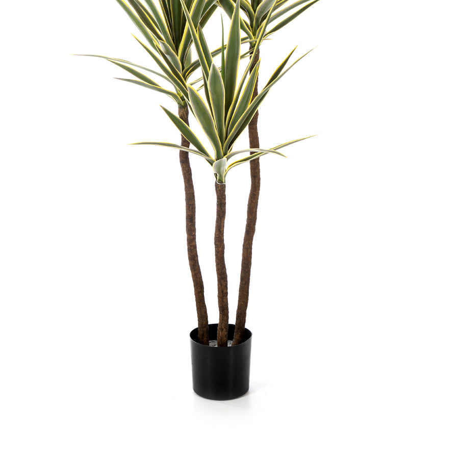 YUCCA De Luxe jukka pálma három barna törzsének és fekete cserepének részletfotója.