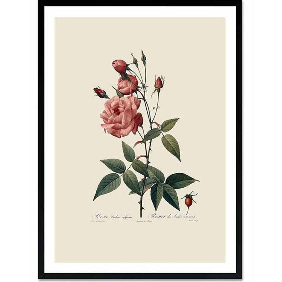 Redouté rose botanical print with pink bloom on beige background in a black framed display.