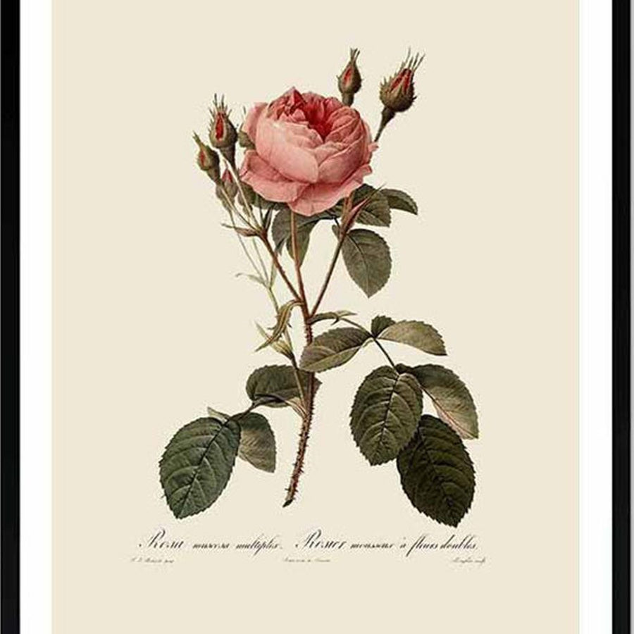 Botanic collection rose illustration in a glass framed print with a beige background.