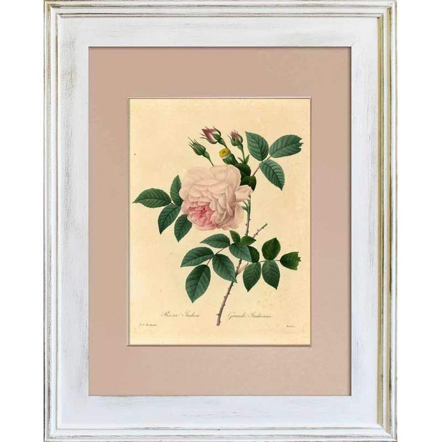 Pink rose botanical illustration framed under glass with a beige mat from the Botanic collection