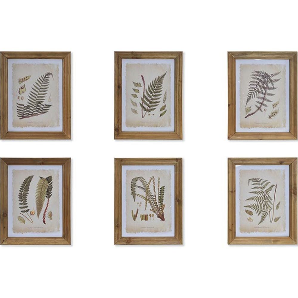 Hatdarabos botanikai páfrány gyűjtemény, üvegezve, olajozott fakeretben