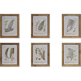 Hatdarabos botanikai páfrány gyűjtemény, üvegezve, olajozott fakeretben