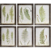 Hatdarabos botanikai páfrány gyűjtemény, üvegezet, fakeretben