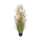 Zöld színű, bordó átmenetes bugákkal rendelkező,, fekete műanyag kaspóban.