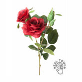 Rózsa művirág, bordó színárnyalatú nyílt és bimbós virágfejekkel.