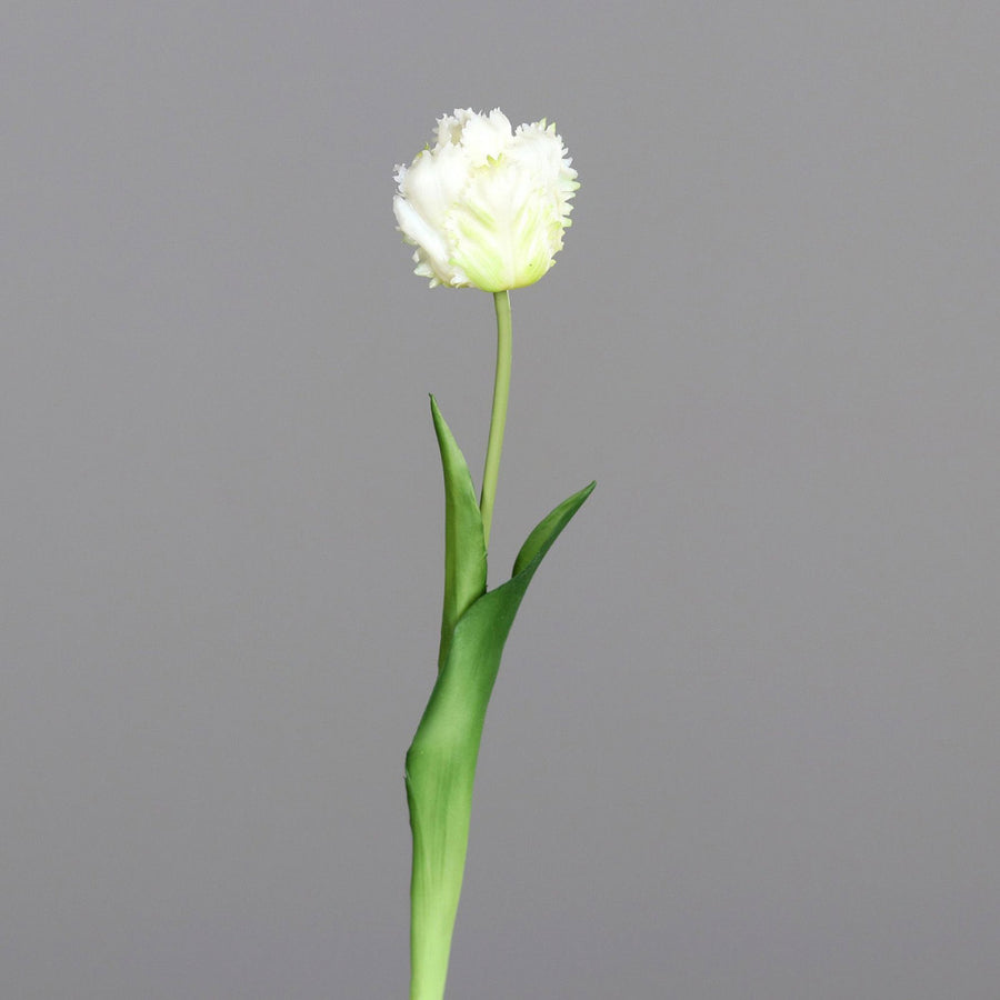 Fehér színű, papagáj tulipán művirág.