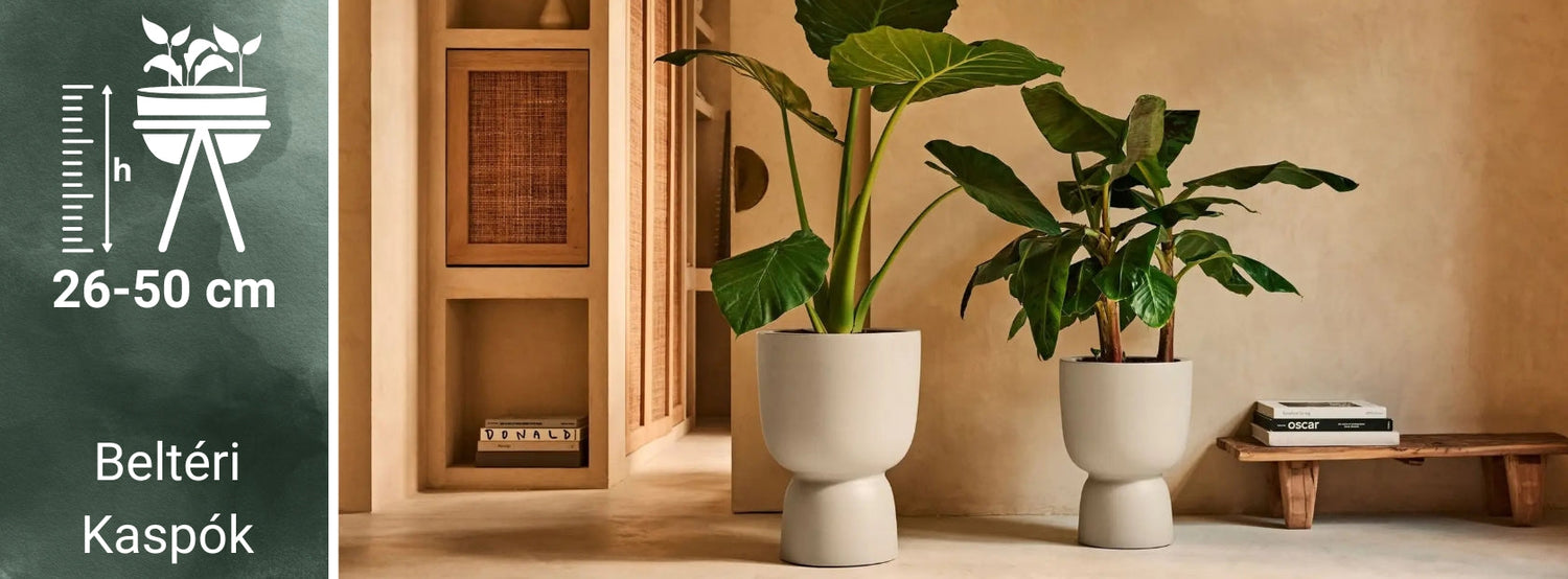 26-50 cm magasságú beltéri kaspók borítóképe, elegáns, modern formájú bézs színű, növényekkel beültetett kaspókkal, mediterrán színvilágú enteriőrben.