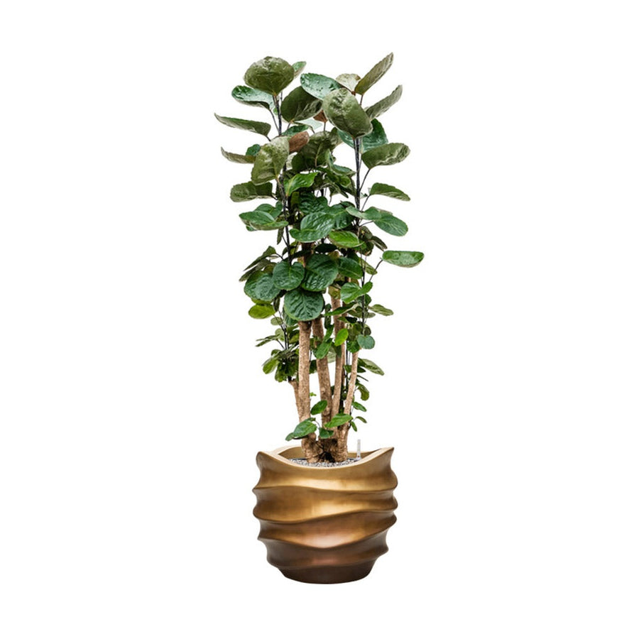 BAQ Gradient kaspó modern enteriőrben, Matt Honey szín, dekoratív elhelyezés növénnyel