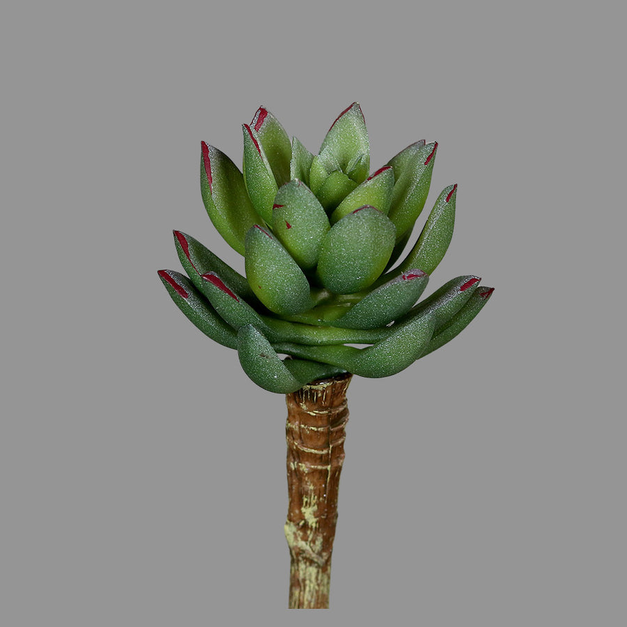 Élethű, betűzős kövirózsa műnövény, kétféle változatban.