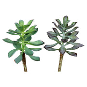 Élethű, 16 cm magas, betűzős kövirózsa műnövény, kétféle változatban.