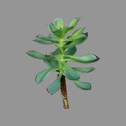 Élethű, 16 cm magas, betűzős kövirózsa műnövény, kétféle változatban.