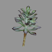 Élethű, 16 cm magas, betűzős kövirózsa műnövény, kétféle változatban.