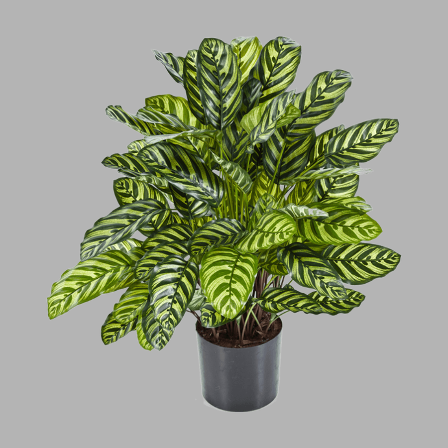 CALATHEA zöld zebralevél műnövény 80 cm
