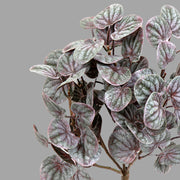 Részletfotó bíbor erezetű Peperomia műnövény leveleiről természetes textúrával