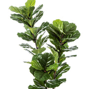 Élethű megjelenésű, mesterséges fikusz cserje, fekete színű, műanyag kaspóban.