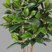 Élethű megjelenésű, Mesterséges fikusz cserje fekete színű, műanyag kaspóban.