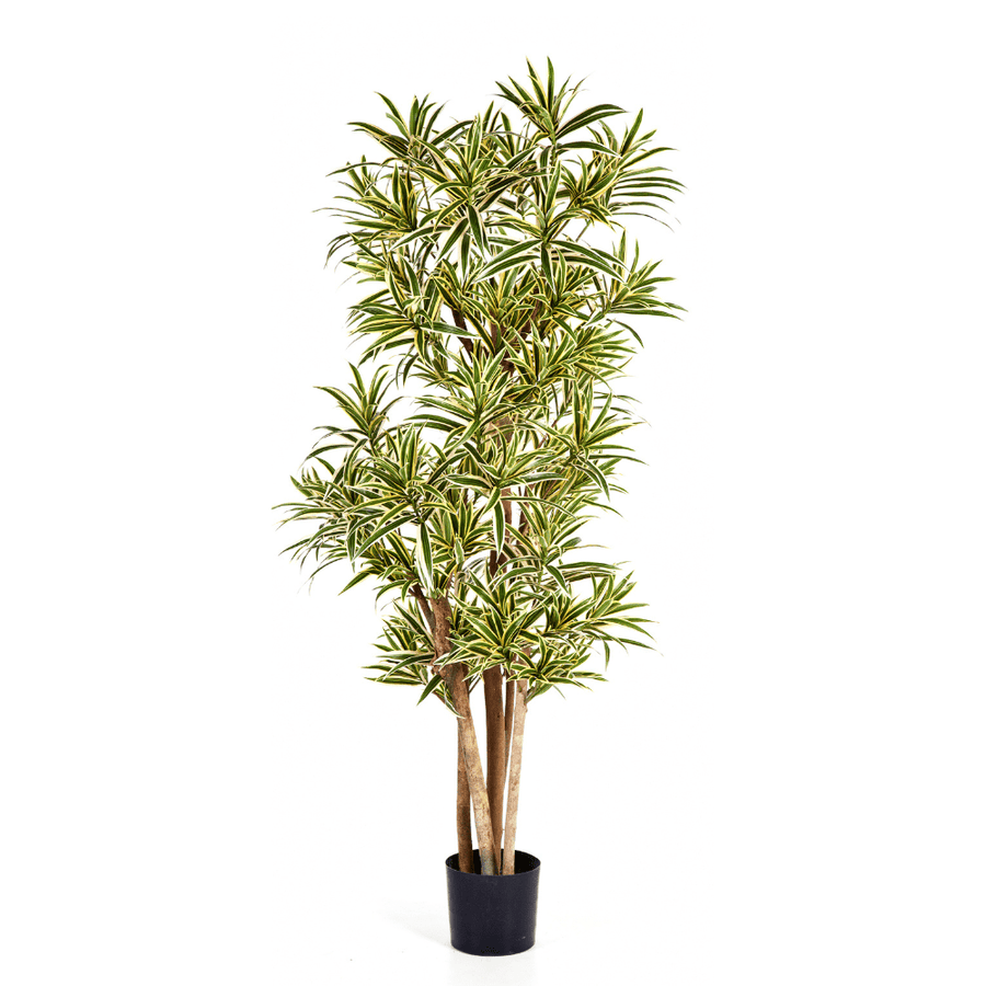 Élethű megjelenésű, mű sárkányfa, fekete színű műanyag cserépben