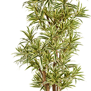 Élethű megjelenésű, mű sárkányfa, fekete színű műanyag cserépben