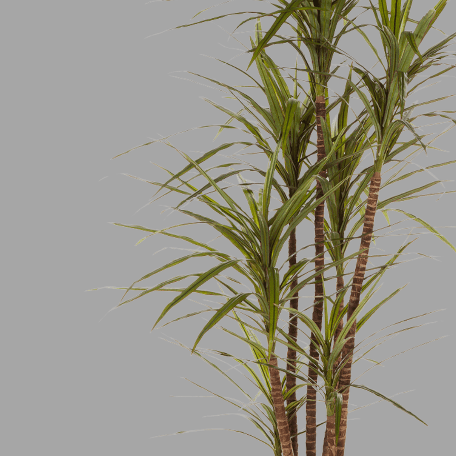 Élethű megjelenésű, mű sárkányfa, fekete színű műanyag cserépben