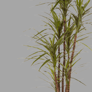 Élethű megjelenésű, mű sárkányfa, fekete színű műanyag cserépben