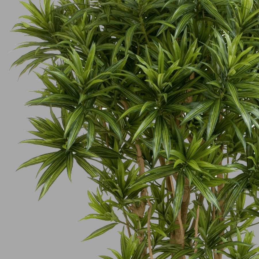 Élethű megjelenésű, mű sárkányfa, fekete színű műanyag cserépben