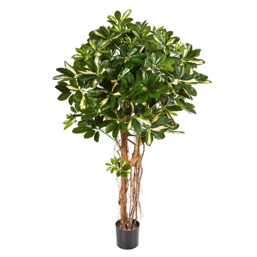 Élethű megjelenésű, dús lombozatú, mű sugárarália fa valódi fából készült törzzsel
