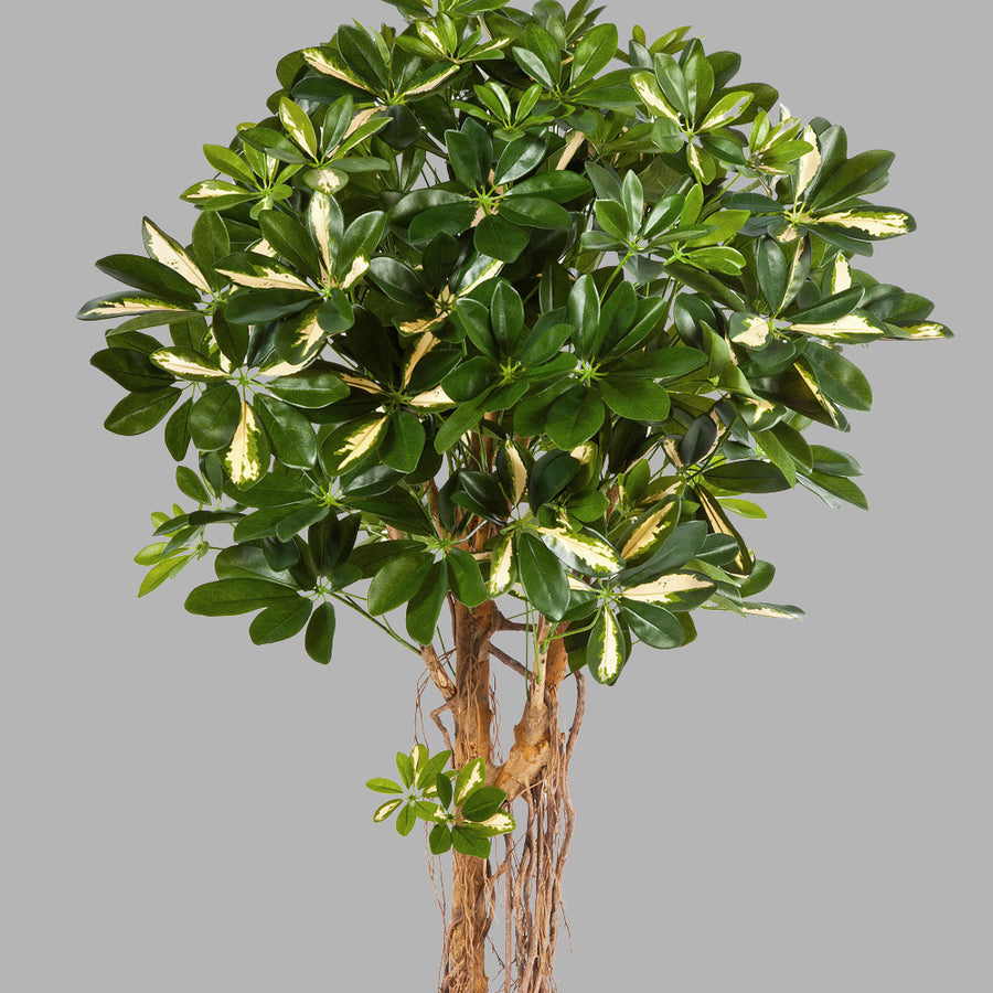 Élethű megjelenésű, dús lombozatú, mű sugárarália fa valódi fából készült törzzsel