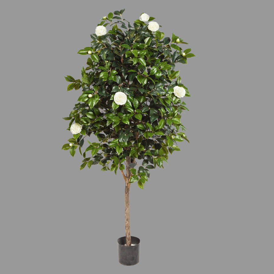 Élethű megjelenésű, fehér színű virágokkal és bimbókkal tarkított kamélia cserje