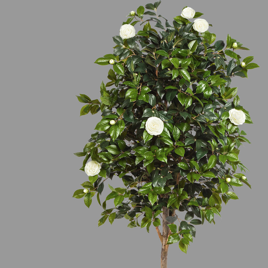 Élethű megjelenésű, fehér színű virágokkal és bimbókkal tarkított kamélia cserje