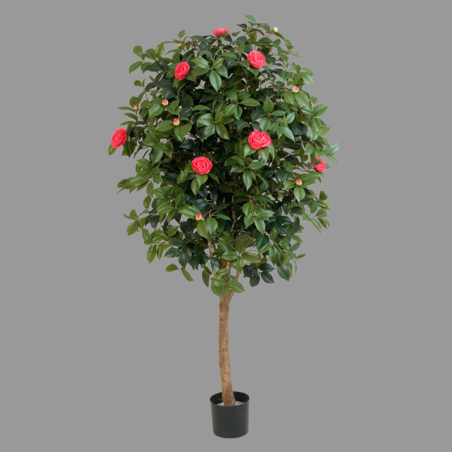 Élethű megjelenésű, piros színű virágokkal és bimbókkal tarkított kamélia cserje