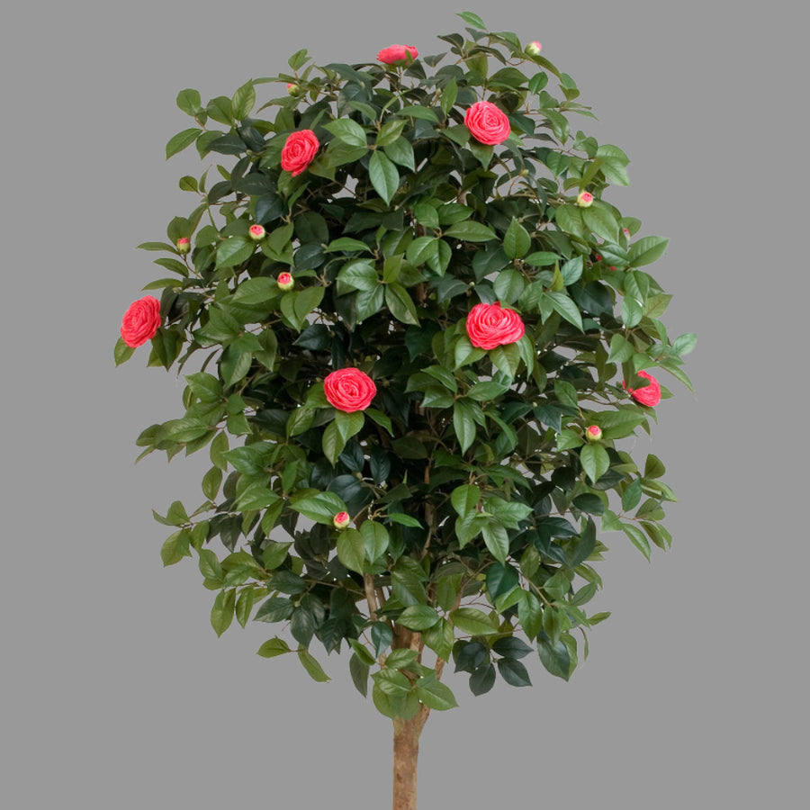 Élethű megjelenésű, piros színű virágokkal és bimbókkal tarkított kamélia cserje