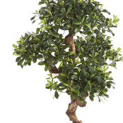 Élethű megjelenésű, kínai enyvesmag fácska, fekete színű, műanyag kaspóban.