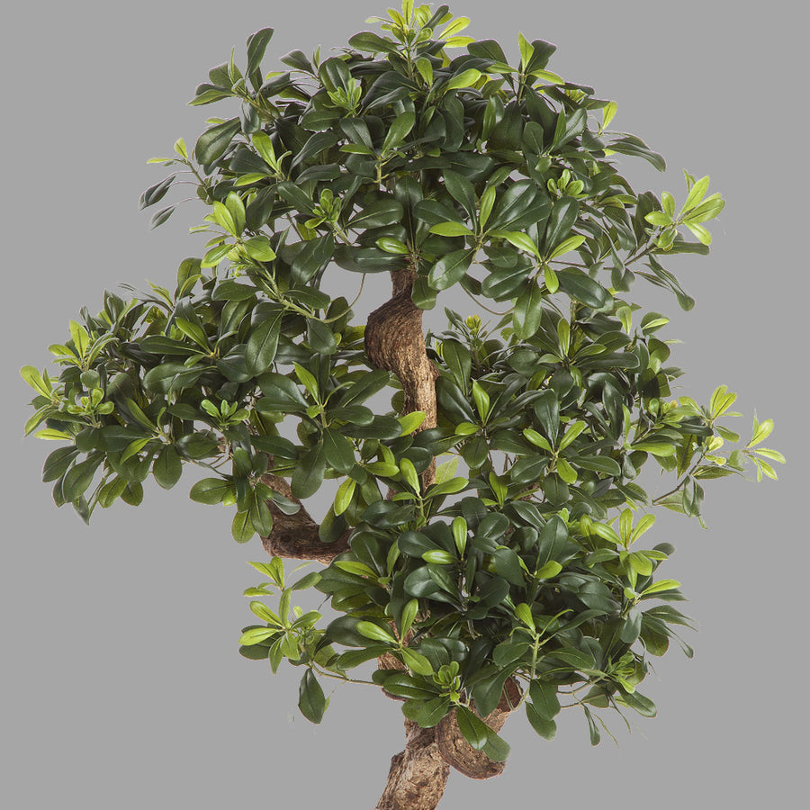 Élethű megjelenésű, kínai enyvesmag fácska, fekete színű, műanyag kaspóban.