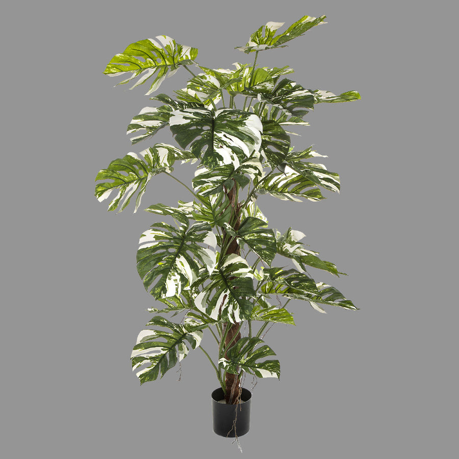 Élethű megjelenésű, fehér foltos filodendron műnövény, fekete műanyag cserépben