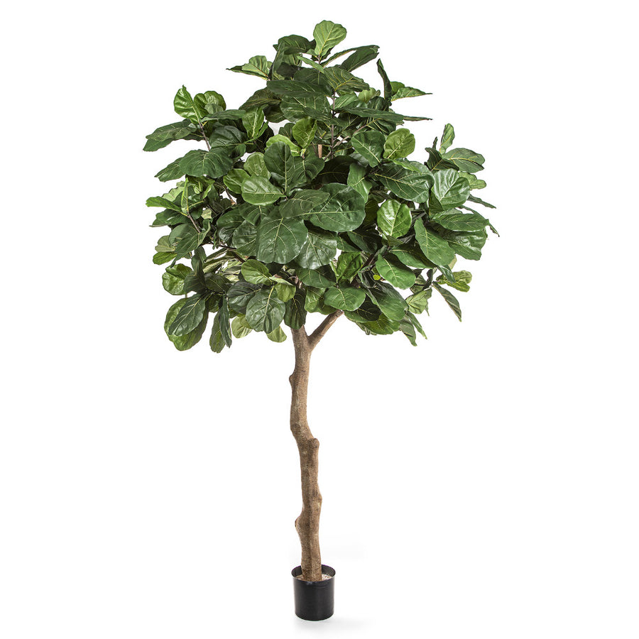 Óriás méretű, élethű, mesterséges fikusz fekete színű, műanyag kaspóban