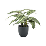 zebralevél műnövény fekete kaspóban Calathea 38 cm dekoráció