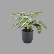 38 cm magas zebralevél műnövény fekete kaspóban semleges szürke háttér előtt