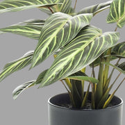 Részletfotón a zebralevél csíkos mintázatú levele 