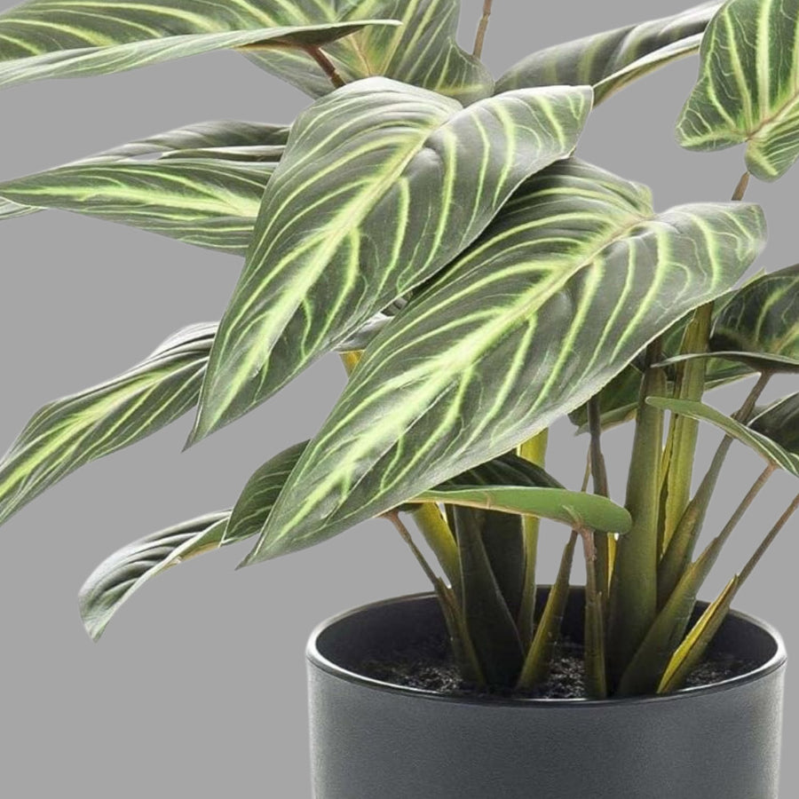 Részletfotón a zebralevél csíkos mintázatú levele 