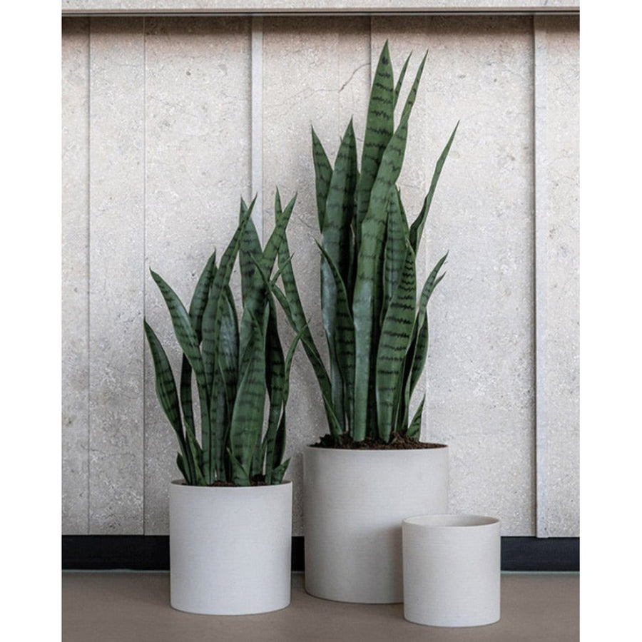 UV-álló, mű anyósnyelv növény dekoratív, fekete műanyag cserépeben