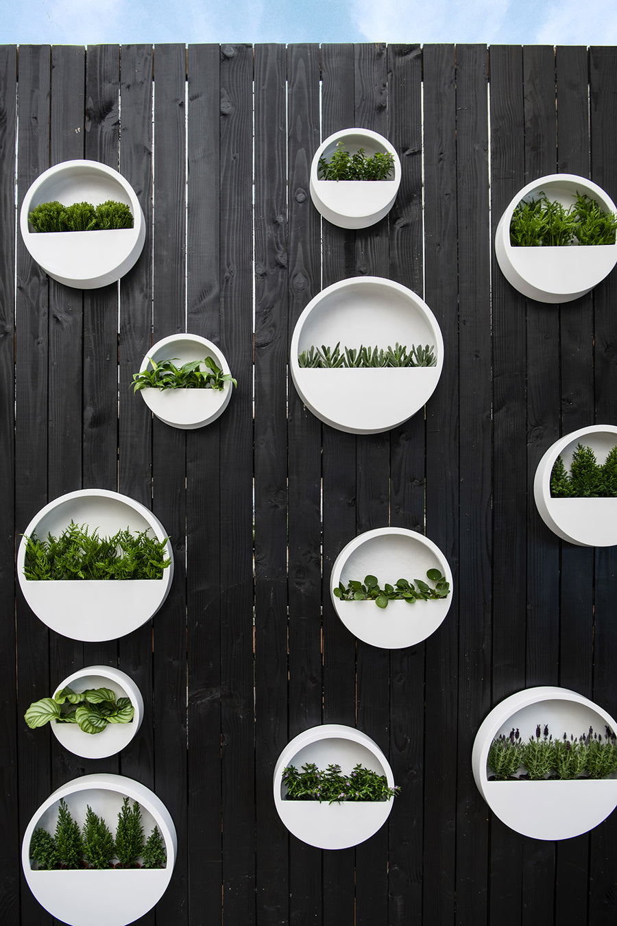 Modern fehér fali kaspók növényekkel kültéri faldekorációként lécfallal határolt udvaron