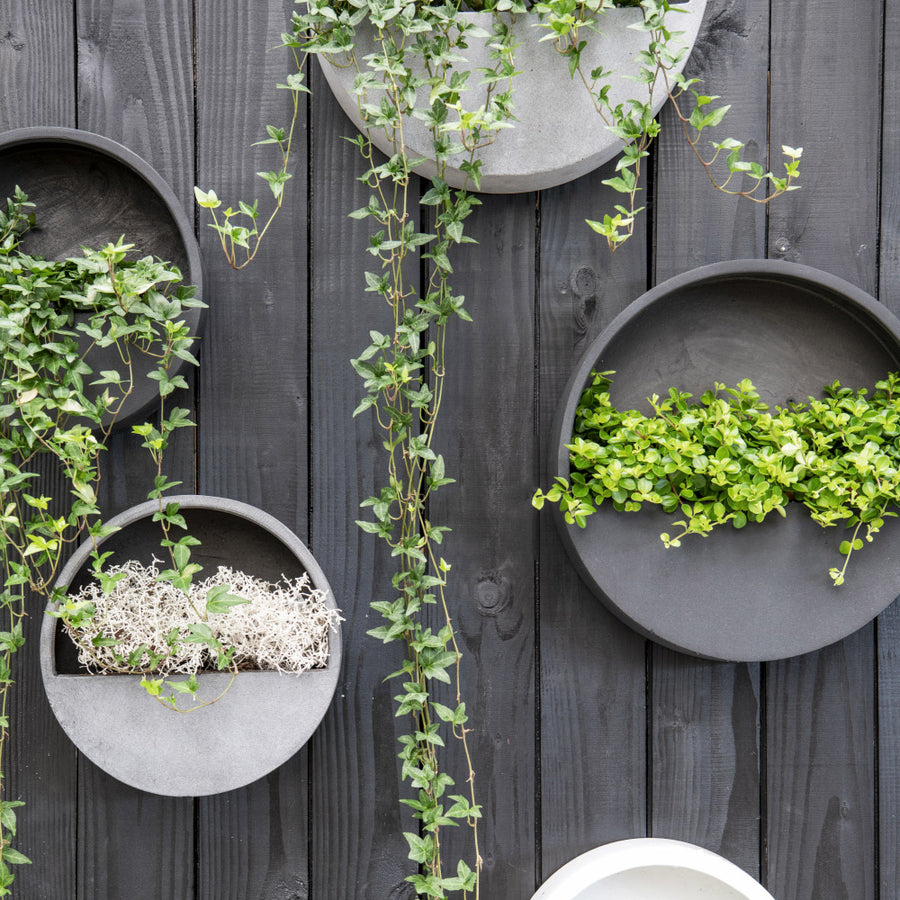 Modern fekete fali kaspók növényekkel kültéri faldekorációként