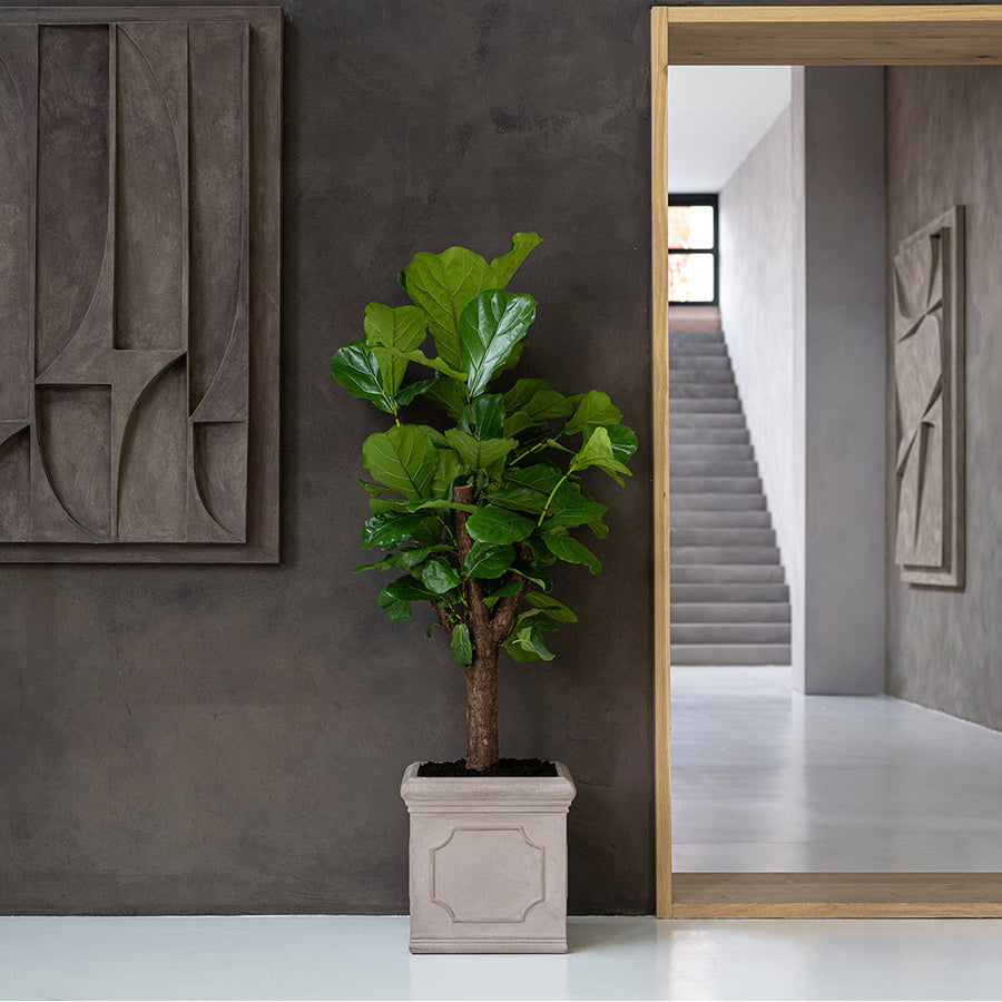Heritage matt taupe négyzetes fiberstone kaspó nagyméretű fikusszal beültetve, modern előtérben, sötétszürke fal mellett.