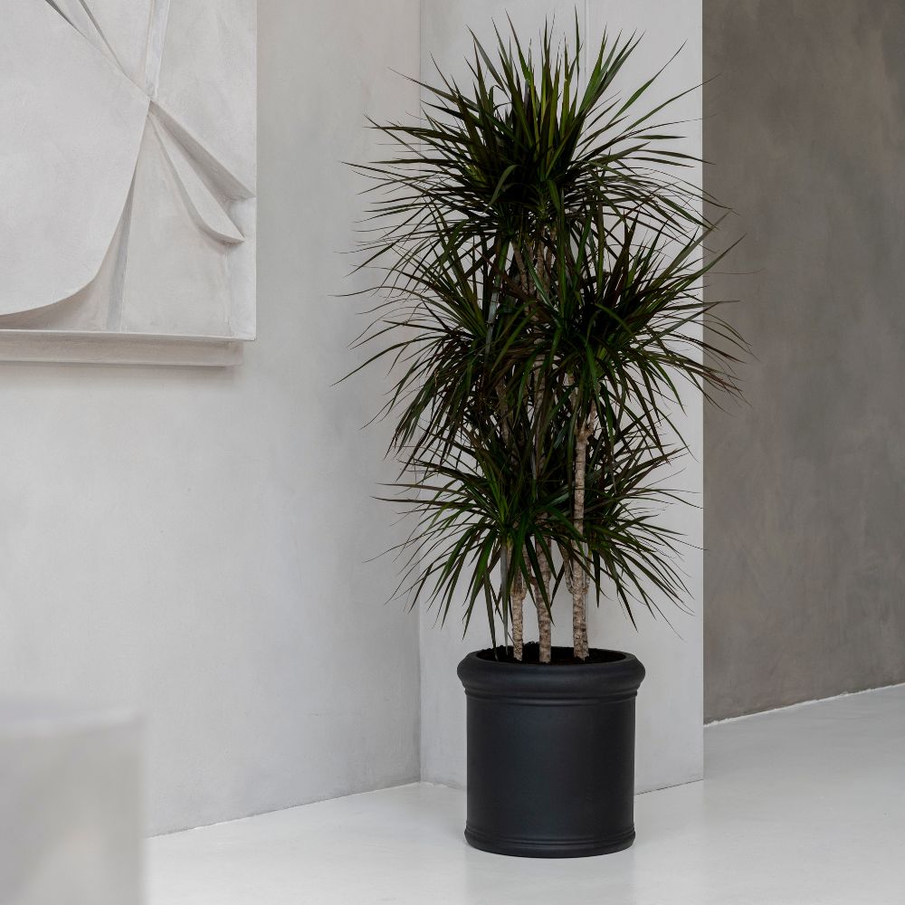 Heritage fekete hengeres fiberstone kaspó magas, többtörzsű dracénával, modern, minimalista enteriőrben, világos falak és geometrikus faldekoráció mellett.
