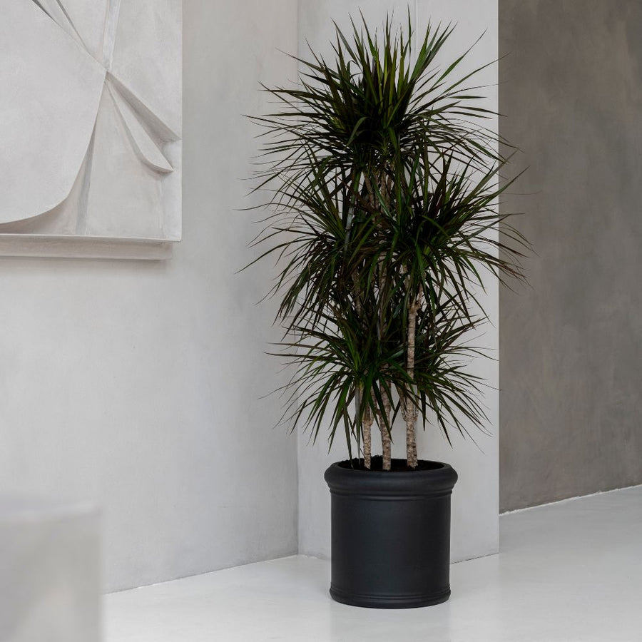 Heritage fekete hengeres fiberstone kaspó magas, többtörzsű dracénával, modern, minimalista enteriőrben, világos falak és geometrikus faldekoráció mellett.